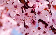 櫻你而美 2016年美國(guó)華盛頓櫻花節(jié)旅游全攻略